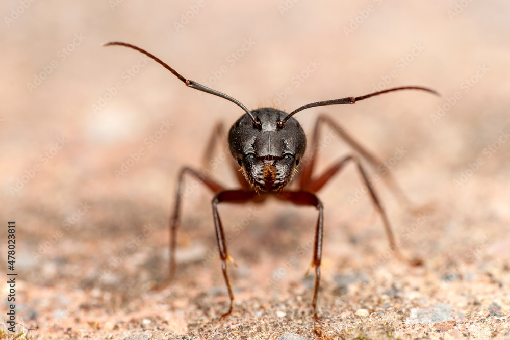 Beautiful Strong jaws of red ant close-up Beautiful Strong jaws of red ant close-up
