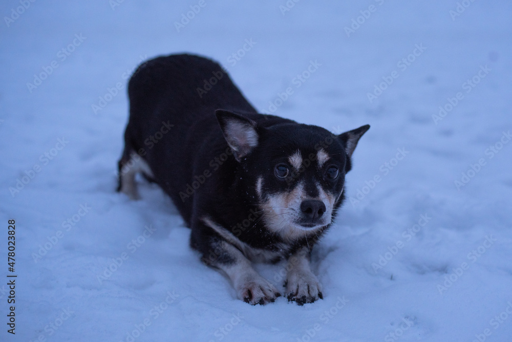 Black dog in winter in the city Black dog in winter in the city