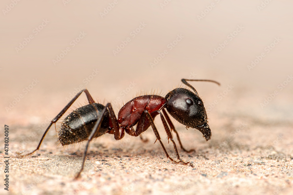 Beautiful Strong jaws of red ant close-up