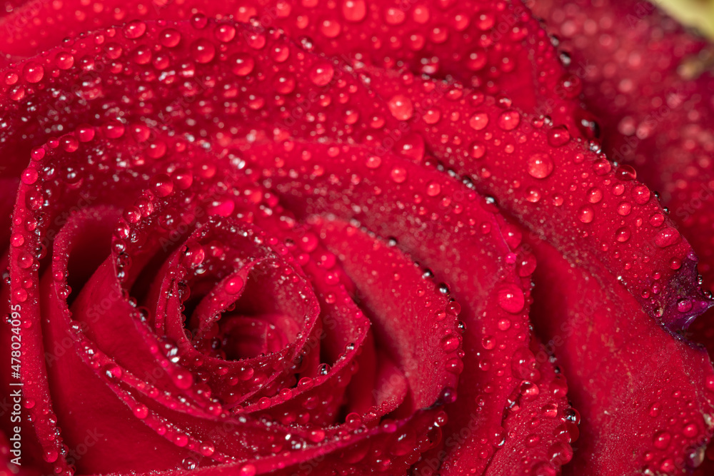 Close up of a red rose covered in dew drops