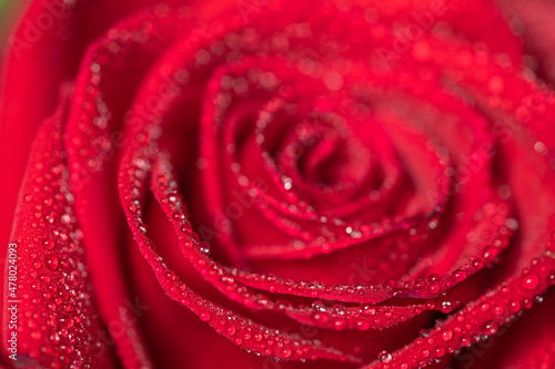 Close up of a red rose covered in dew drops