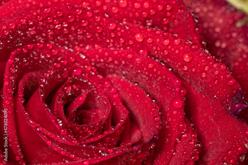 Fototapeta Naklejka Na Ścianę i Meble -  Close up of a red rose covered in dew drops