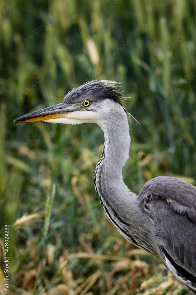 Young grey heron (Ardea cinerea) portrait on a field Young grey heron (Ardea cinerea) portrait on a field