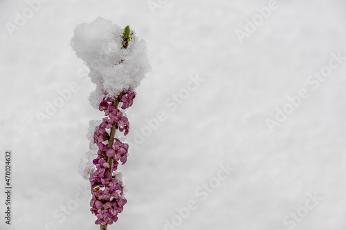 Blühender Seidelbast im Schnee