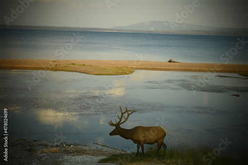 Elk by water, Yellowstone National Park 