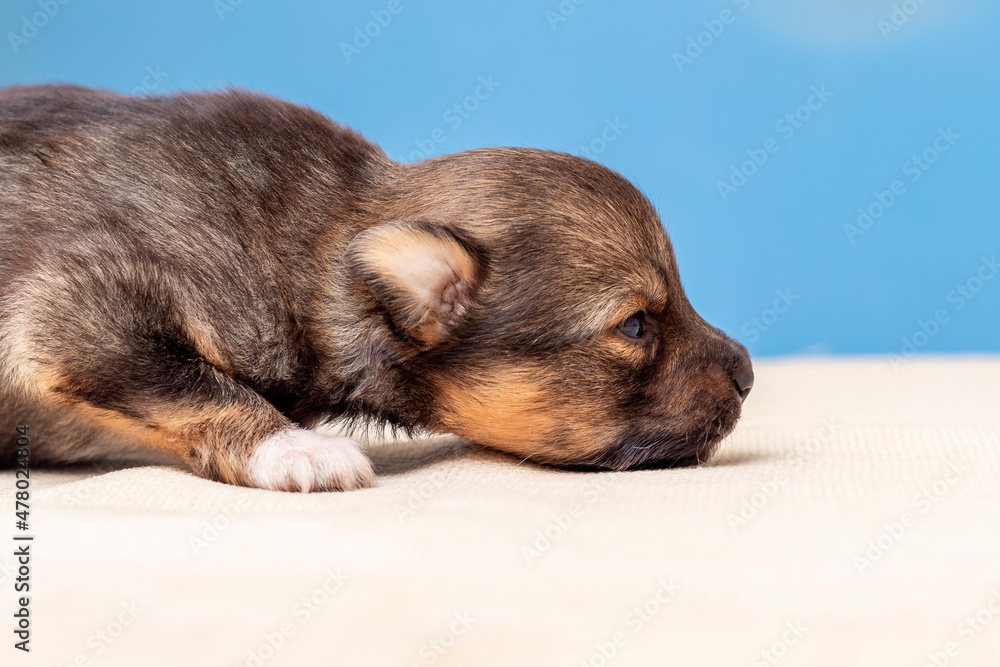 Little puppy learns to walk. Puppy on a blurred background Little puppy learns to walk. Puppy on a blurred background