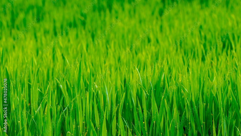 Texture of young green spring grass, background with grass. Grass in the meadow Texture of young green spring grass, background with grass. Grass in the meadow