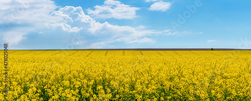 Wide field with yellow rapeseed and blue sky with white clouds. Rapeseed flowering