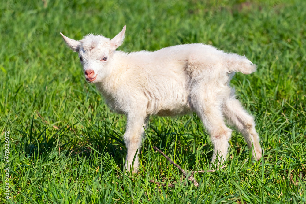 Little white goat on the grass in sunny weather Little white goat on the grass in sunny weather