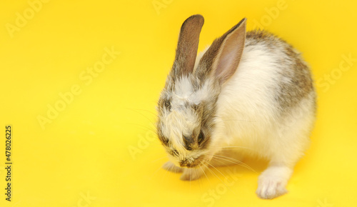 white cute baby rabbit on yellow background