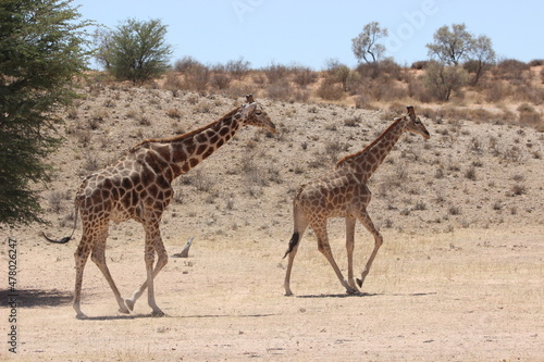Giraffe in the Kgalagadi © Kim