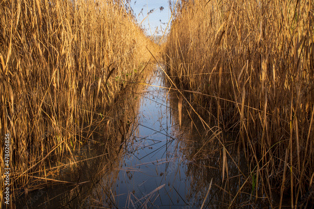Fototapeta premium Dense reed on both edges of a small canal