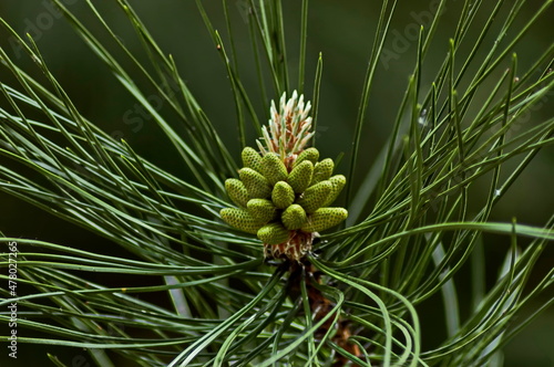 Pine tree branch with new tip in early summer, Sofia, Bulgaria 