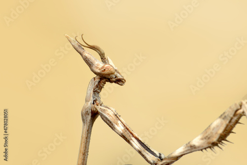 Close up of pair of Beautiful European mantis ( Mantis religiosa ).