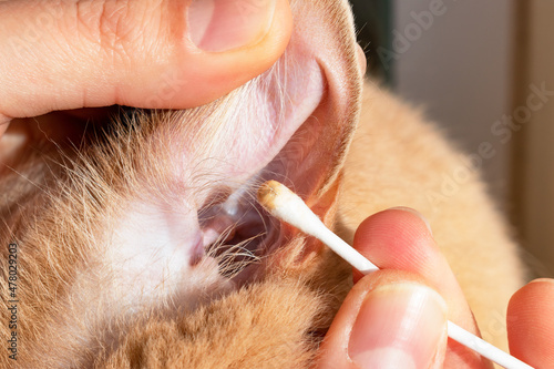 Cleaning the cat's ears. Close-up of the dirty earwax taken from the feline's ear. Prevention of ear infections. photo