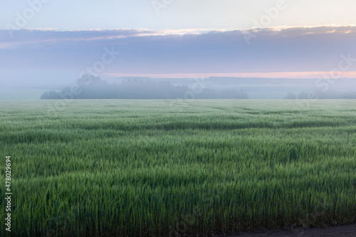 foggy dawn over a green cereal field 