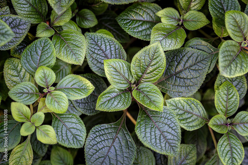 Background of leaves of Plectranthus ciliatus ‘Richard’