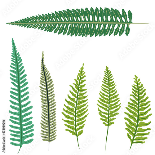 fern leaves svg vector illustration