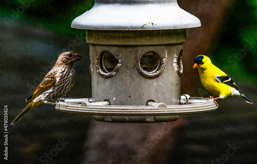 Fledgling Goldfinch and Housefinch Fototapete