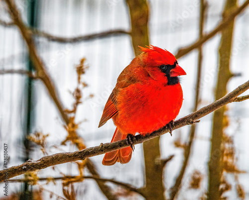 Male Cardinal Snow
