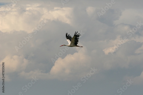 Obraz na płótnie Stork w salonie