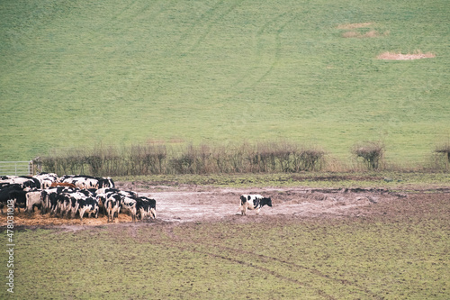 Wallpaper Mural Herd of Cattle Grazing on Muddy Pasture in UK Torontodigital.ca