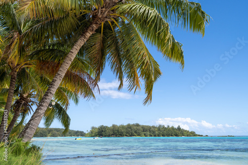 Fototapeta Naklejka Na Ścianę i Meble -  Tropical island with palm trees and turquoise water