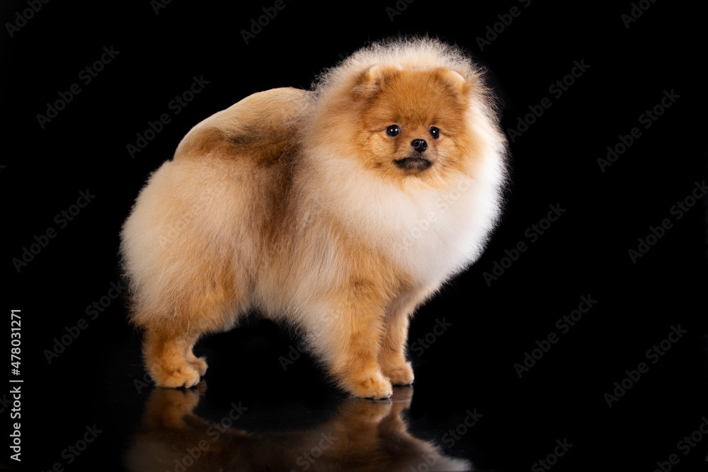 Pomeranian spitz , puppy new hairstyle of an orange pomeranian on a black background. Pomeranian spitz , puppy new hairstyle of an orange pomeranian on a black background.