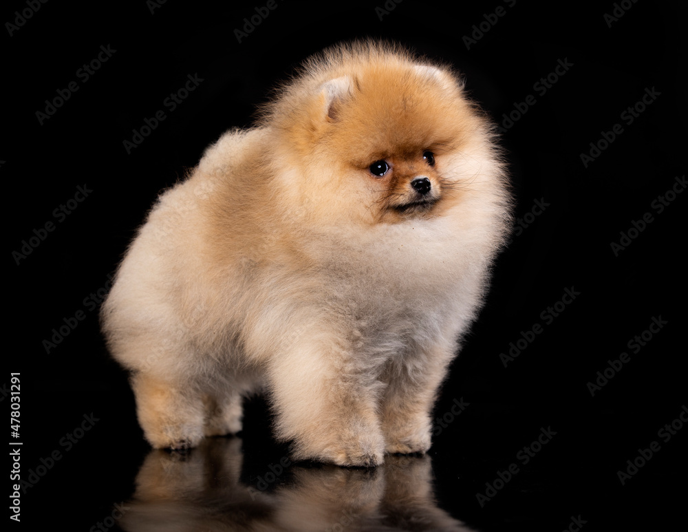 Pomeranian spitz , puppy new hairstyle of an orange pomeranian on a black background. 