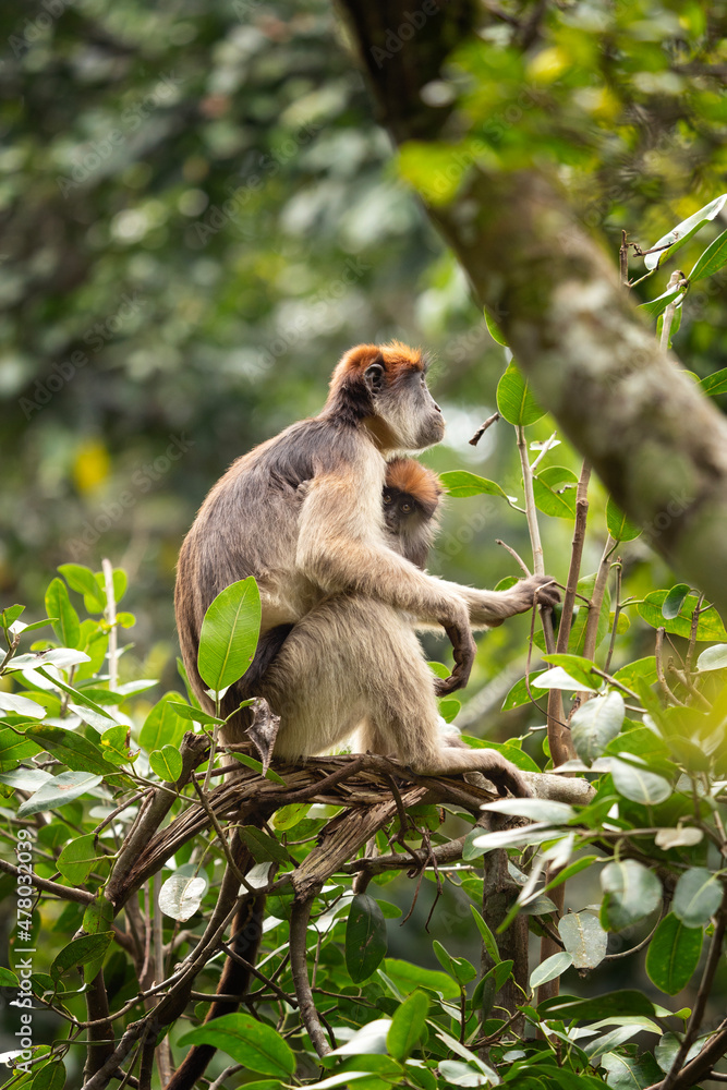 Fototapeta premium Ugandan red colobus on the branch. Monkey in Uganda. African safari.