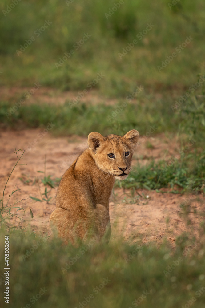 Lions cub in Queen Elizabeth national park. Safari in Africa. Cute kitten. Lions cub in Queen Elizabeth national park. Safari in Africa. Cute kitten.