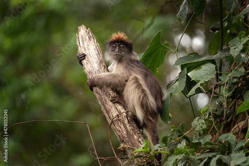 Ugandan red colobus on the branch. Monkey in Uganda. African safari.  photo