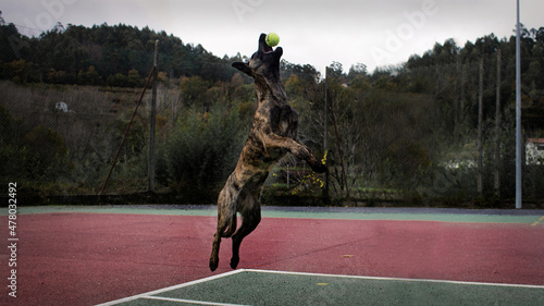 Dutch shepherd with ball photo