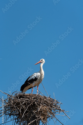 A stork in a nest on an electric pole against a blue sky. The arrival of storks or the first signs of spring in Europe.