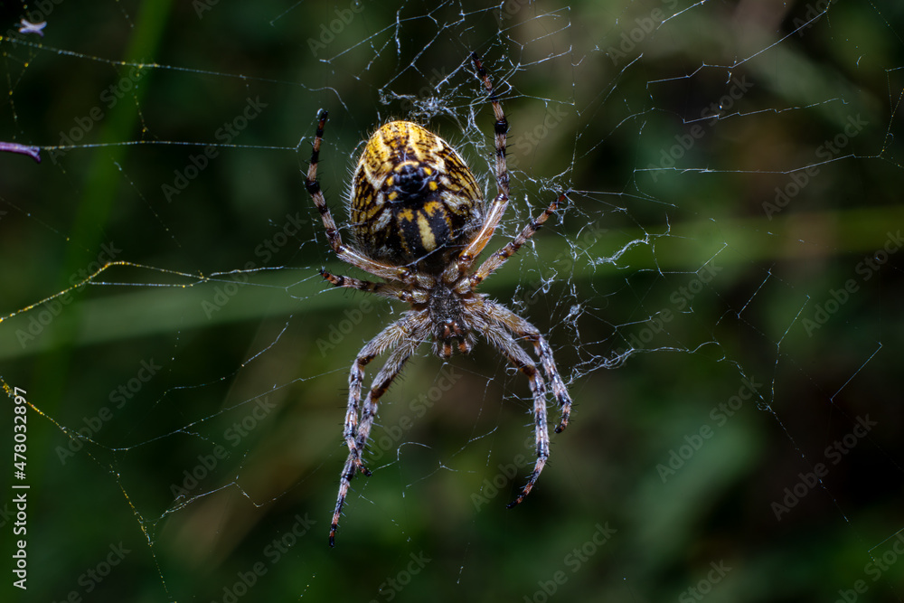 spider macro on spider web. photo taken in the mountains spider macro on spider web. photo taken in the mountains
