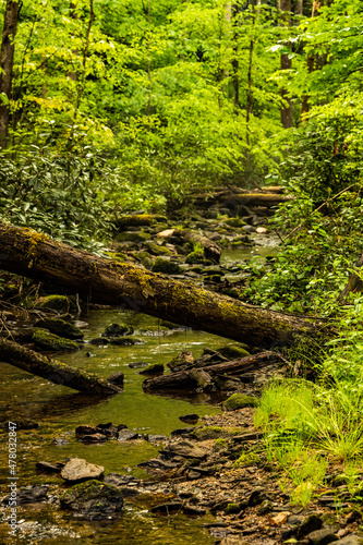 Downed Tree Trunks Cross Unknown Creek