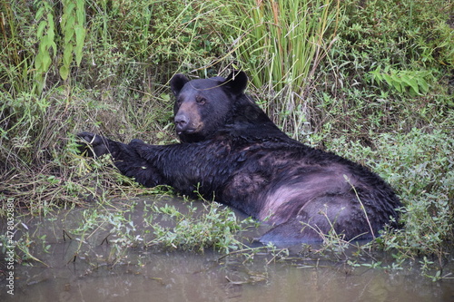 Adult black bear cooling off in a drain ditch on the Alligator River NWR Nags Head North Carolina photo