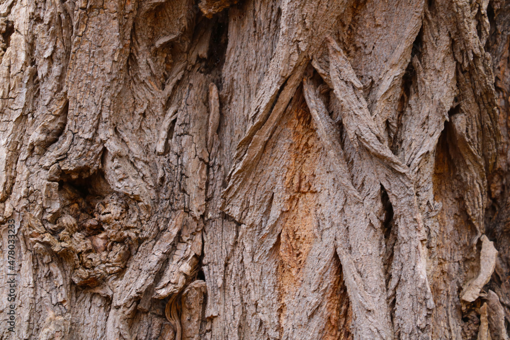 Selective focus. The trunk of the bark of the tree. Wood texture. Background. Selective focus. The trunk of the bark of the tree. Wood texture. Background.