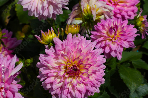 Bright flowering dahlia buds in the park in the summer.