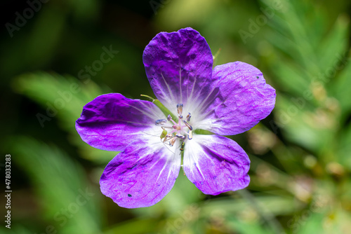 colorful mountain flowers with insect closeup