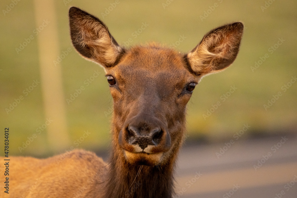 Female Elk Stared With Perked Ears Female Elk Stared With Perked Ears