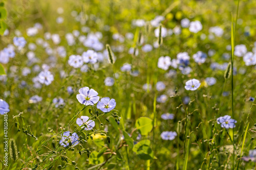 Field of Blue Flax Blooms In Summer