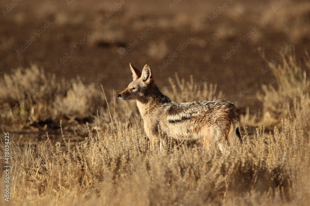 Obraz premium Black-backed Jackal in the Kgalagadi