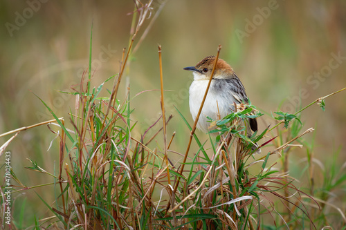 Cisticola robustus - Stout Cisticola bird in the family Cisticolidae, found in Africa, its natural habitats are boreal forest, moist savanna, and subtropical or tropical high-altitude grassland photo