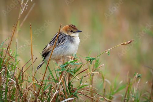 Cisticola robustus - Stout Cisticola bird in the family Cisticolidae, found in Africa, its natural habitats are boreal forest, moist savanna, and subtropical or tropical high-altitude grassland photo