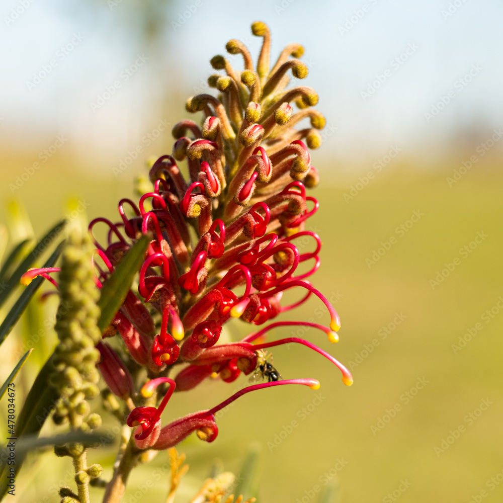 Red and yellow flowers Red and yellow flowers