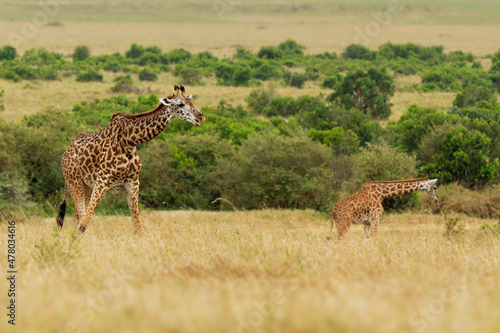 Masaai Giraffe - Giraffa tippelskirchi also Maasai or Kilimanjaro giraffe, largest giraffe, native to East Africa, Kenya and Tanzania, distinctive irregular jagged, star-like blotches photo