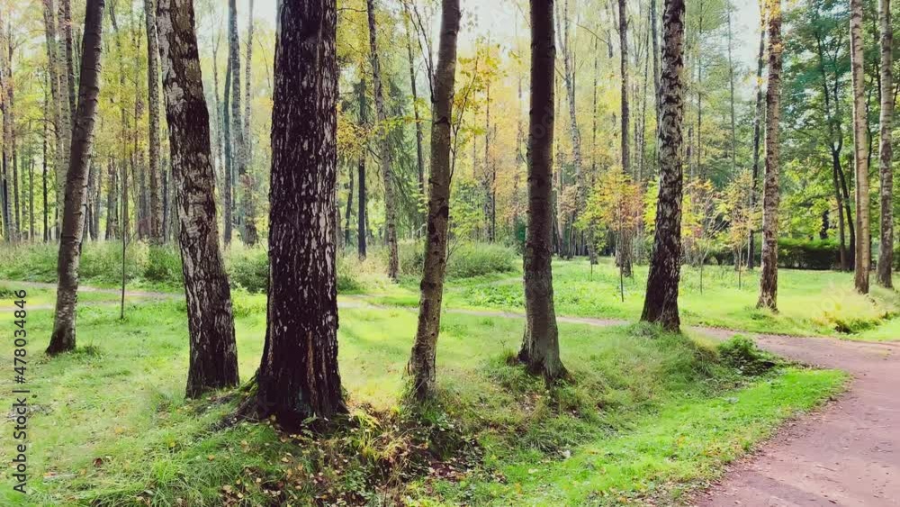 The path in the autumn park, yellow leaves on trees and on the ground, long shadows of trees, walking people, sunbeams of the sun The path in the autumn park, yellow leaves on trees and on the ground, long shadows of trees, walking people, sunbeams of the sun