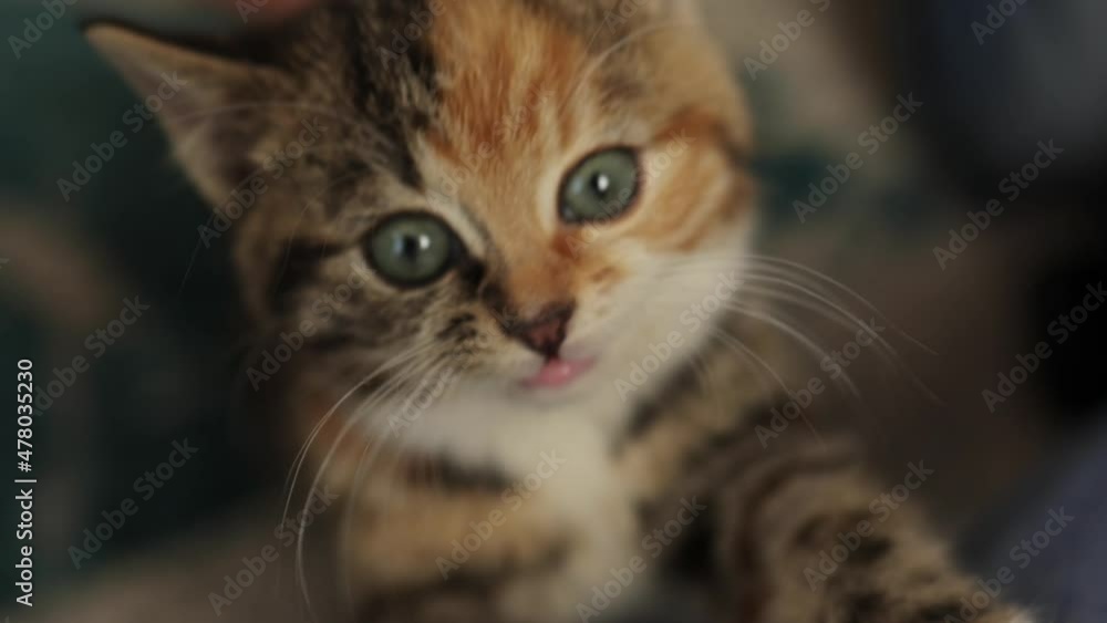 close-up tabby gray ginger multicolored kitten face portrait. little baby cat with big blue eyes meowing opening mouth with sharp teeth on camera. close-up tabby gray ginger multicolored kitten face portrait. little baby cat with big blue eyes meowing opening mouth with sharp teeth on camera.