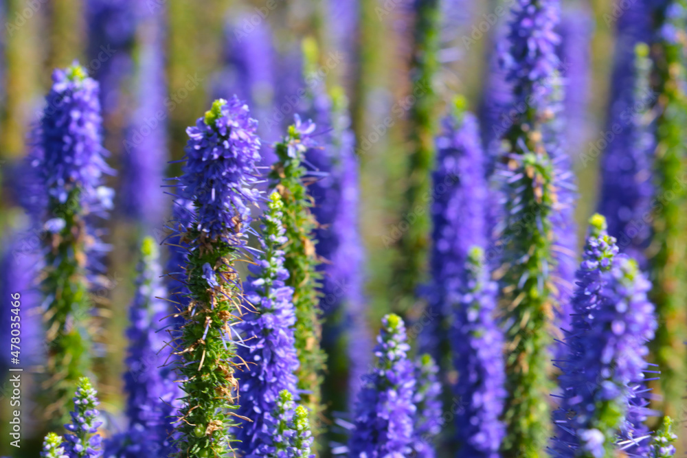 Beautiful purple wildflowers on a sunny summer day.